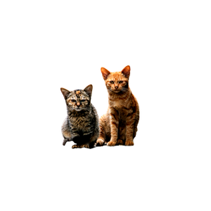 Related cat image: Two Cats Sitting Attentively On A Paved Path Surrounded By Greenery. 19006